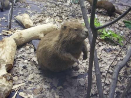 P5010049.JPG - 31.53kb