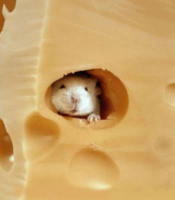 cheese-mouse.jpg - 13.71kb