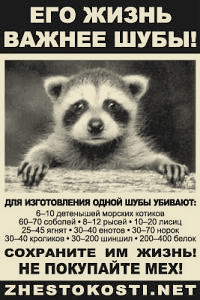 raccoon.gif - 50.26kb
