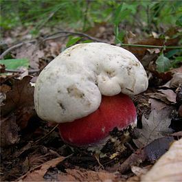 265px-Boletus_satanas.JPG - 17.91kb