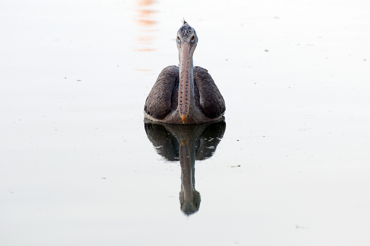 SRI pelican.jpg - 244.8kb