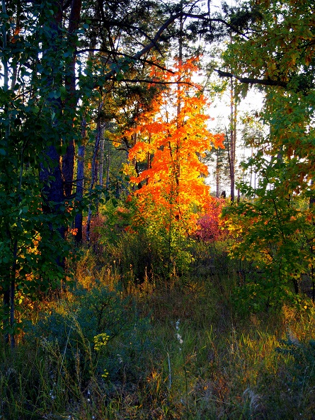 P9267682_1.jpg - 213.41kb